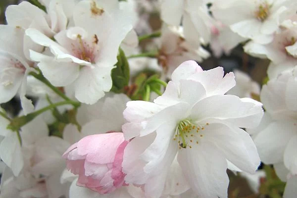 PRUNUS serrulata 'Amanogawa' - Ceriser du Japon colonnaire, cerisier du Japon