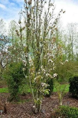 PRUNUS serrulata 'Amanogawa' - Ceriser du Japon colonnaire, cerisier du Japon