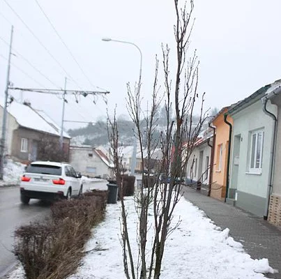 PRUNUS serrulata 'Amanogawa' - Ceriser du Japon colonnaire, cerisier du Japon