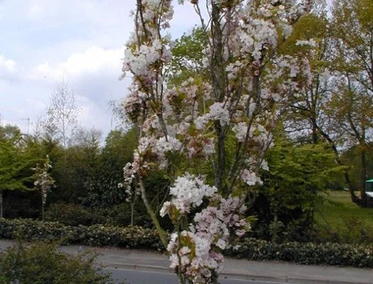 PRUNUS serrulata 'Amanogawa' - Ceriser du Japon colonnaire, cerisier du Japon