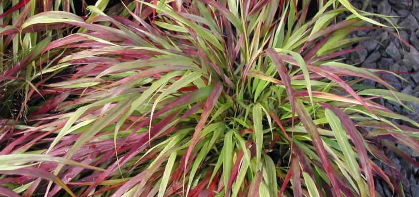 HAKONECHLOA macra 'Beni-Kaze' - Graminée, Herbe du Japon