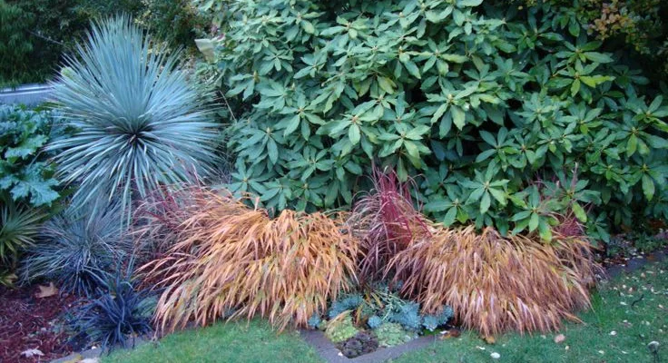 HAKONECHLOA macra 'Beni-Kaze' - Graminée, Herbe du Japon