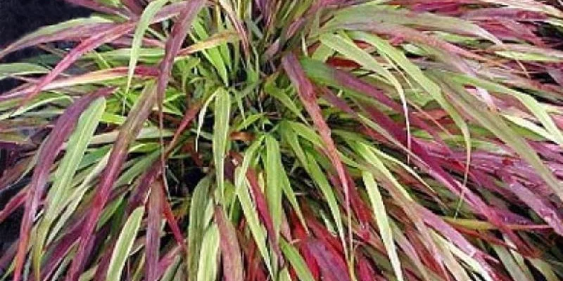 HAKONECHLOA macra 'Naomi'® - Graminée, Herbe du Japon