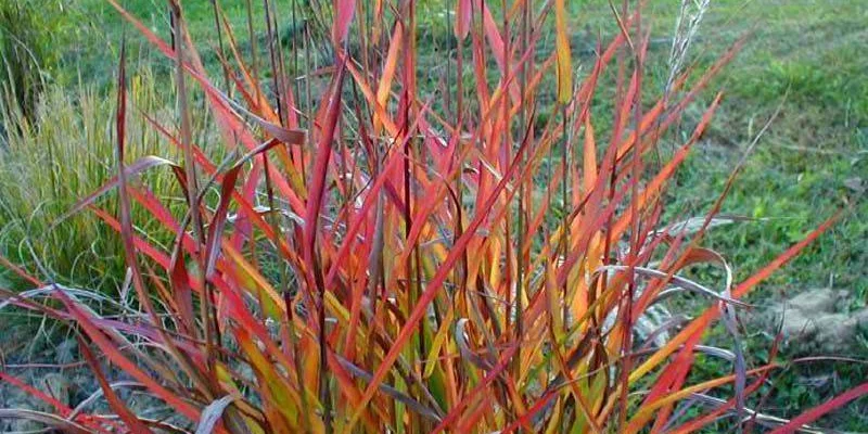 MISCANTHUS sinensis 'Afrika' - Graminée, Eulalie