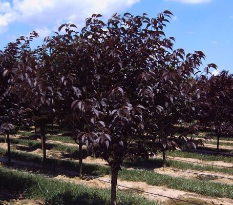PRUNUS serrulata 'Royal Burgundy' - Cerisier du Japon