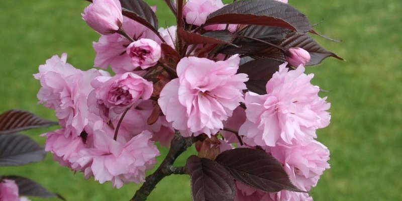 PRUNUS serrulata 'Royal Burgundy' - Cerisier du Japon