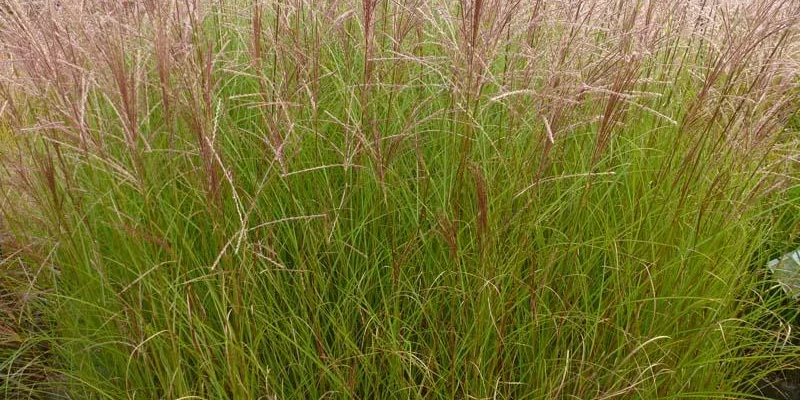 MISCANTHUS sinensis 'Autumn Light' - Graminée, Eulalie