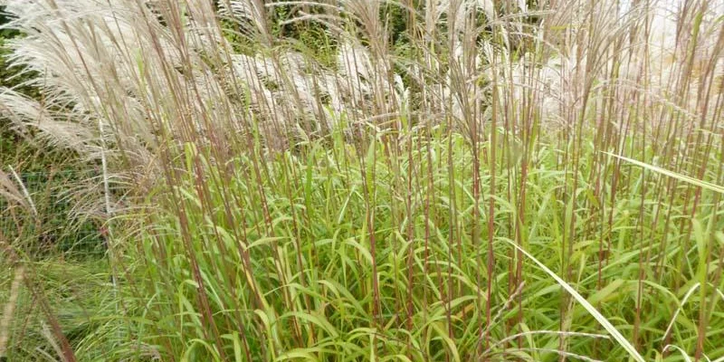 MISCANTHUS sinensis 'Blütenwonder' - Graminée, Eulalie