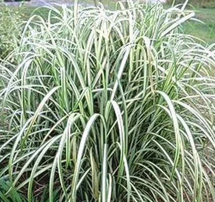 MISCANTHUS sinensis 'Cabaret' - Graminée, Eulalie