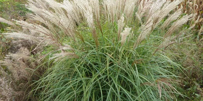 MISCANTHUS sinensis 'China' - Graminée, Eulalie