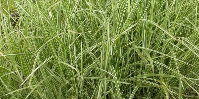 MISCANTHUS sinensis 'Cosmopolitan'