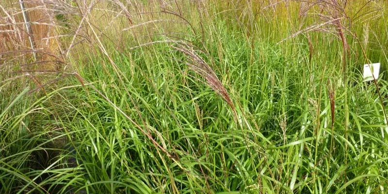 MISCANTHUS sinensis 'Emmanuel Lepage' - Graminée, Eulalie