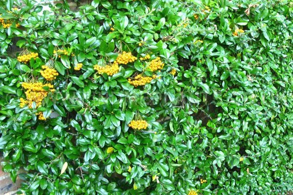 PYRACANTHA 'Golden Charmer' - Buisson ardent, plante de haie