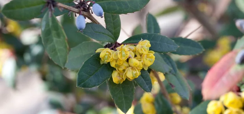 BERBERIS julianae - Epine vinette