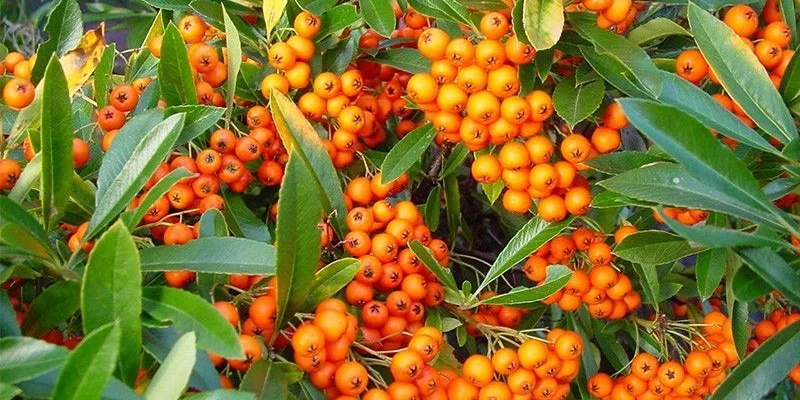 PYRACANTHA 'Orange Glow' - Buisson ardent, plante de haie