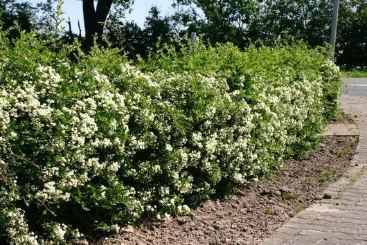 PYRACANTHA 'Orange Glow' - Buisson ardent, plante de haie