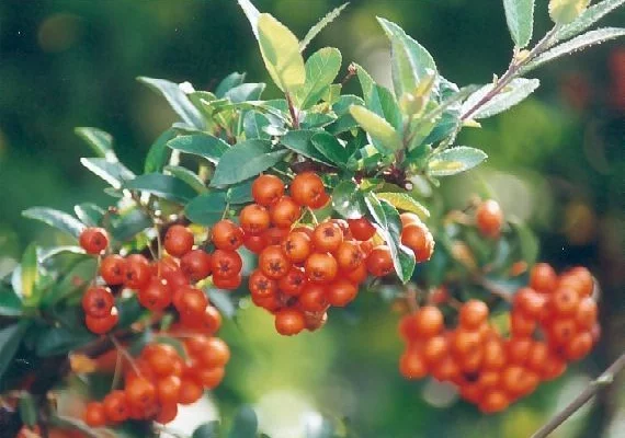 PYRACANTHA 'Orange Glow' - Buisson ardent 'Orange Glow'