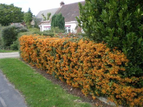 PYRACANTHA 'Orange Glow' - Buisson ardent, plante de haie