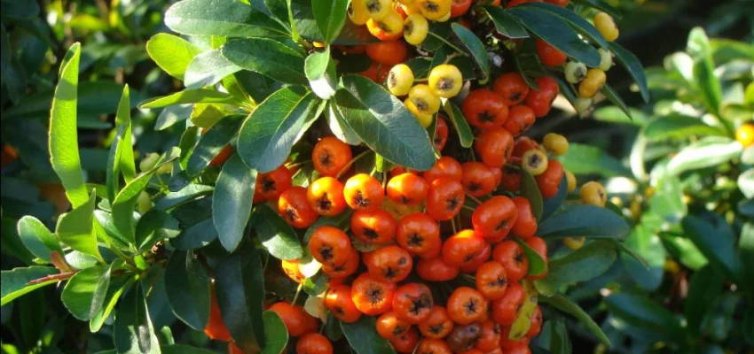 PYRACANTHA 'Orange Glow' - Buisson ardent, plante de haie