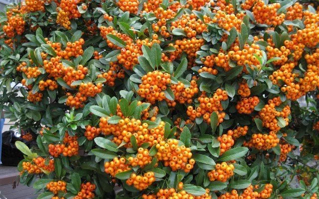 PYRACANTHA 'Orange Charmer' - Buisson ardent, plante de haie