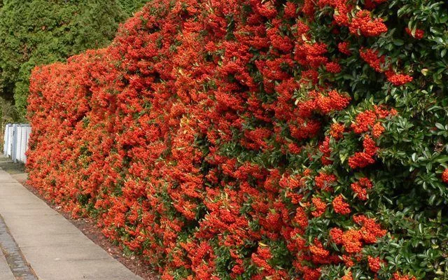 PYRACANTHA 'Orange Charmer' - Buisson ardent, plante de haie