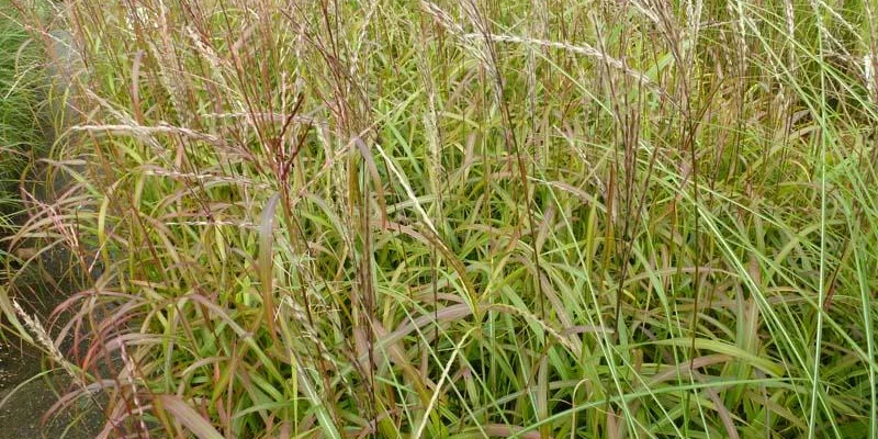 MISCANTHUS sinensis 'Ghana'