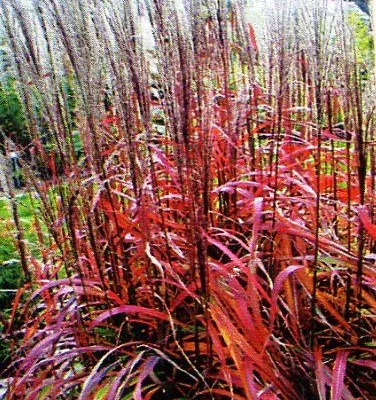 MISCANTHUS sinensis 'Ghana'