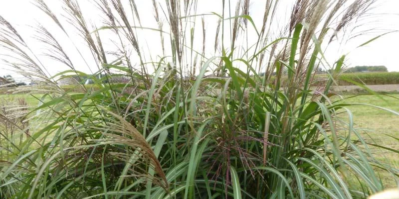 MISCANTHUS sinensis 'Goliath'