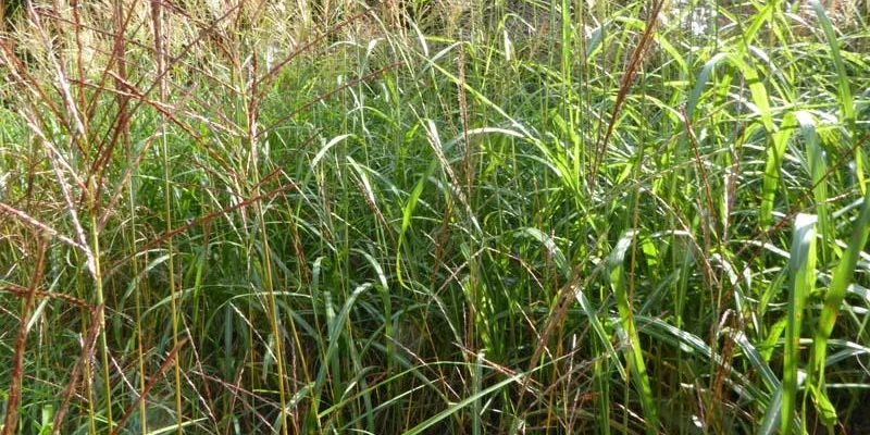 MISCANTHUS sinensis 'Grosse Fontäne'