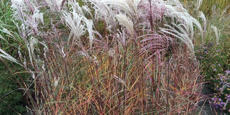 MISCANTHUS sinensis 'Kaskade' - Graminée, Eulalie