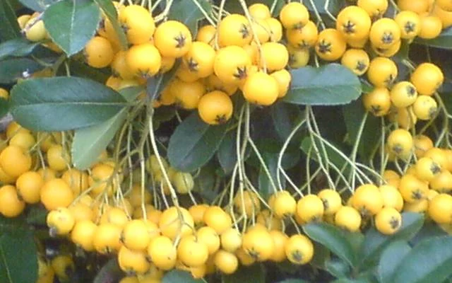 PYRACANTHA 'Soleil D'or' - Buisson ardent 'Soleil d'Or'