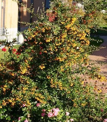 PYRACANTHA 'Soleil D'or' - Buisson ardent, plante de haie