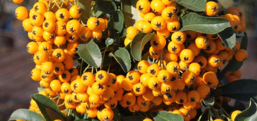 PYRACANTHA 'Soleil D'or' - Buisson ardent 'Soleil d'Or'