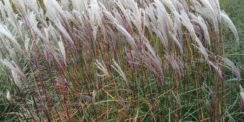 MISCANTHUS sinensis 'Nippon'