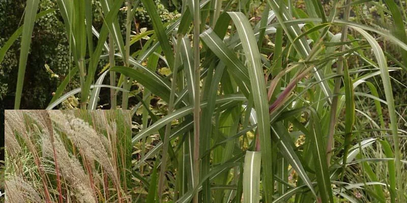 MISCANTHUS sinensis 'Roland' - Graminée, Eulalie