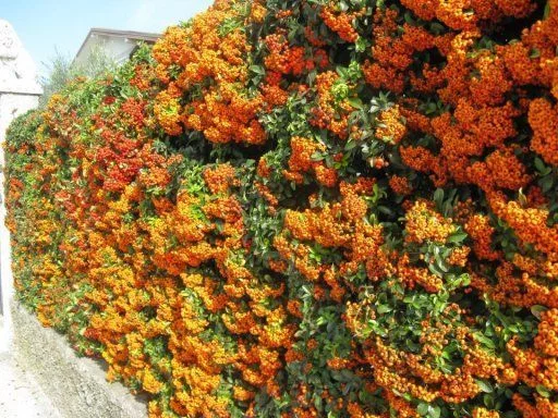 PYRACANTHA 'Teton' - Buisson Ardent, plante de haie