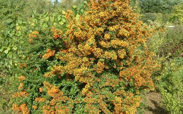 PYRACANTHA 'Teton' - Buisson Ardent