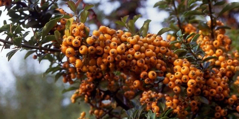 PYRACANTHA 'Teton' - Buisson Ardent, plante de haie