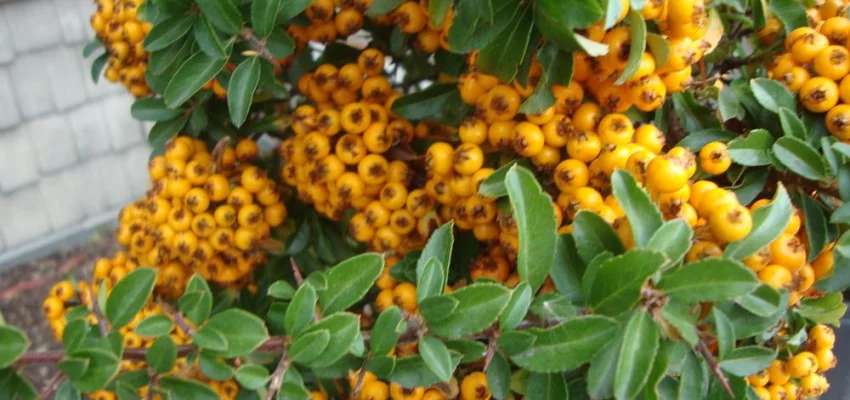 PYRACANTHA 'Teton' - Buisson Ardent, plante de haie