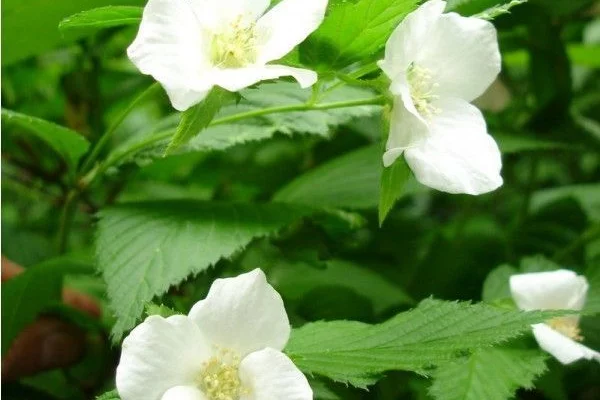 RHODOTYPOS scandens - RHODOTYPOS