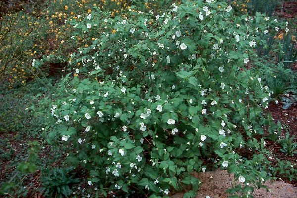 RHODOTYPOS scandens - RHODOTYPOS