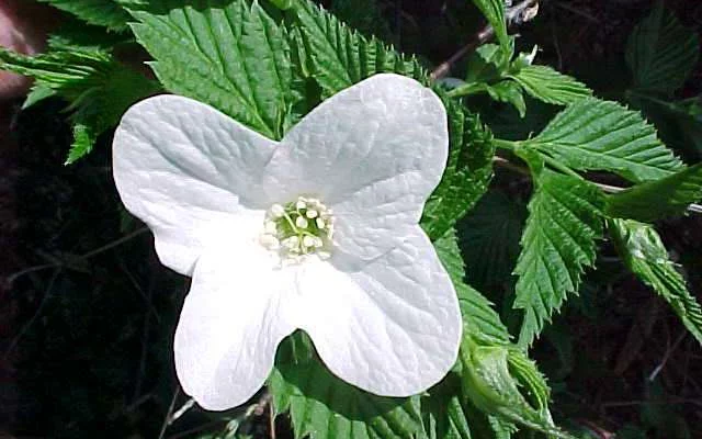 RHODOTYPOS scandens - RHODOTYPOS