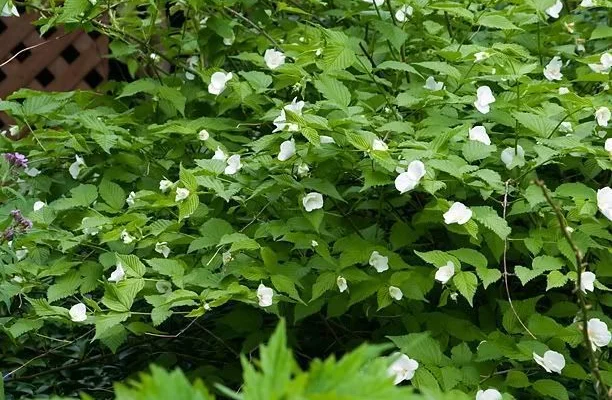 RHODOTYPOS scandens - RHODOTYPOS