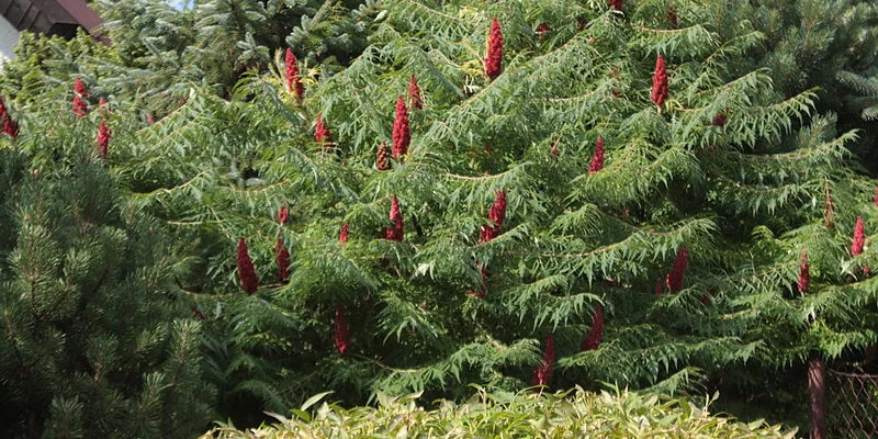 RHUS typhina - Sumac de Viginie