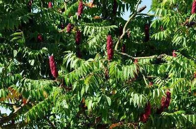 RHUS typhina - Sumac de Viginie