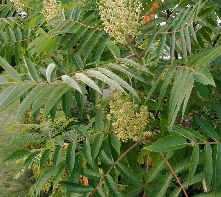 RHUS typhina - Sumac de Viginie