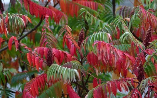 RHUS typhina - Sumac de Viginie