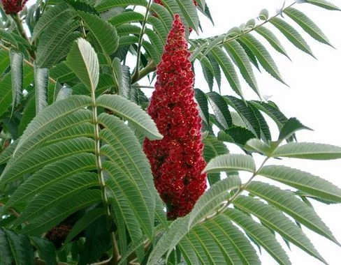 RHUS typhina - Sumac de Viginie