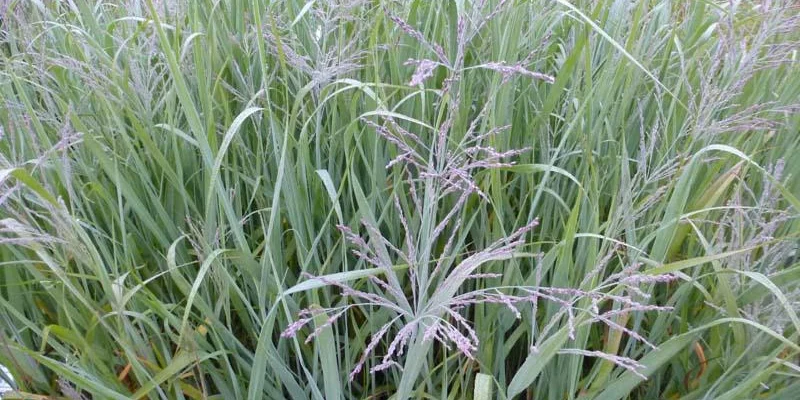 PANICUM virgatum 'Dallas Blues' - Graminée, Panic