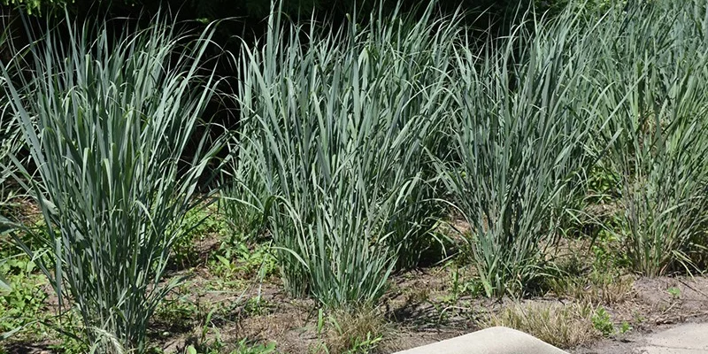 PANICUM virgatum 'Dallas Blues' - Graminée, Panic